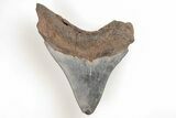 Serrated, Fossil Megalodon Tooth - South Carolina #196848-1